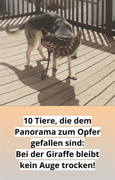 Tiere Haben Wir Bekanntlich Besonders Lieb Und Bei Den Lustigen