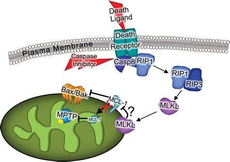 The Necroptotic Pathway And Mitochondrial Involvement Schematic Download Scientific Diagram