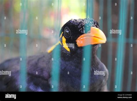 Bird cage myna bird talking Myna bird,black bird in the cage Stock ...