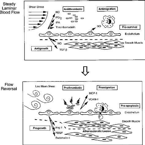 Laminar Shear Stress Mechanisms By Which Endothelial Cells Transduce