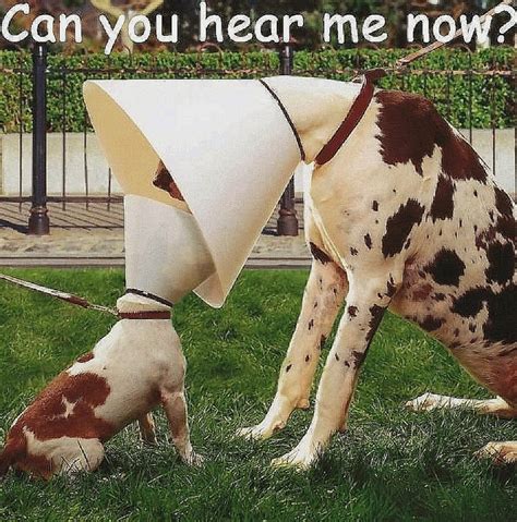 69 best images about Cone of Shame :( on Pinterest | Not enough, Cute ...