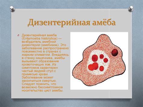 Простейшие: амёба - презентация онлайн