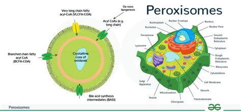 Peroxisomes Functions Diagram Its Structure Sitename