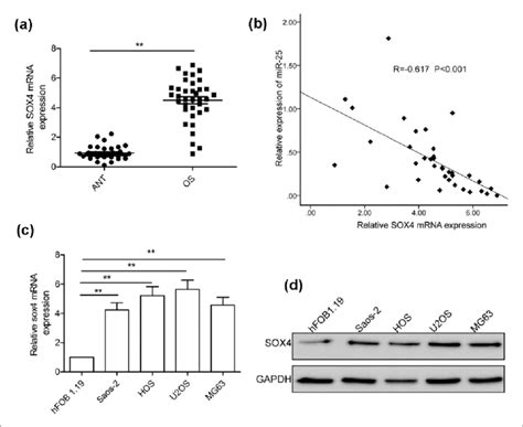 Sox Was Upregulated And Inversely Correlated With Mir Expression In