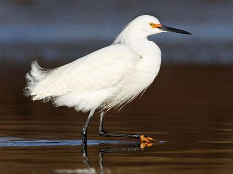 Snowy Egret Ebird