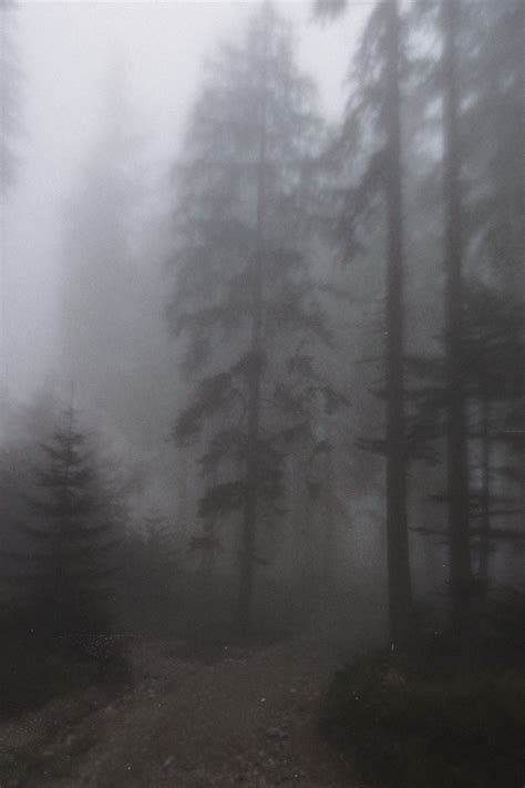 Dark Foggy Forest 🌲🌳