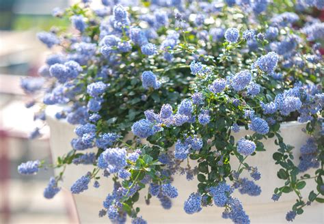 Blue Blossom Ceanothus Plant Care And Growing Guide