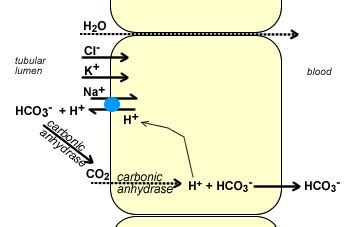 Carbonic Anhydrase Inhibitors; Carbonate Dehydratase Inhibitors