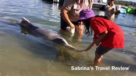 Feeding Sandy” The Dolphin At Tin Can Bay Youtube