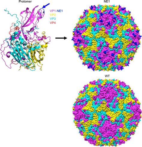 Crystal Structures Of Enterovirus Ev Recombinant Virus Particles