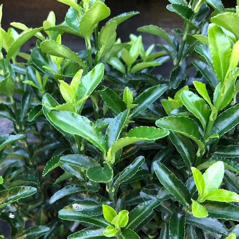 Evergreen Hedging Archives ⋆ Perfect For Plants