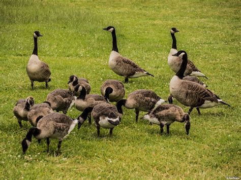 A Gaggle of Canada Geese Feeding.