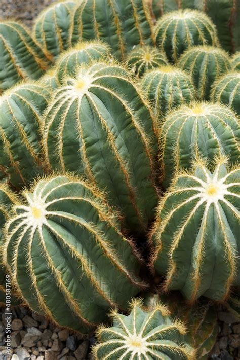 Image Of The Cactus Parodia Magnifica Formerly Known As Eriocactus