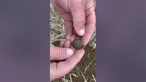 Metal Detecting Civil War Buttons And Relics W Simplex Muster Field Relic Hunting Treasure