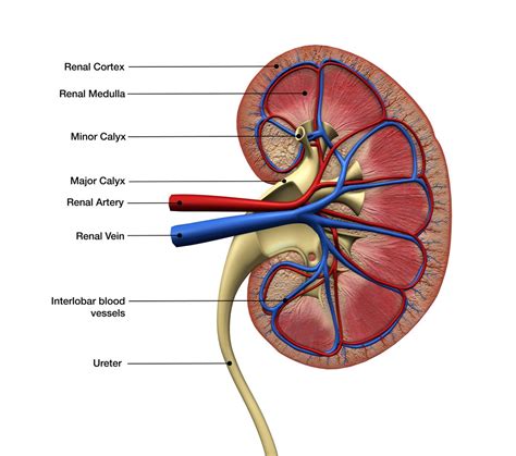 Duplex kidneys | infoKID