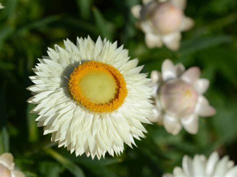 Xerochrysum Bracteatum ‘lucky Penny Everlasting Daisy Gardening