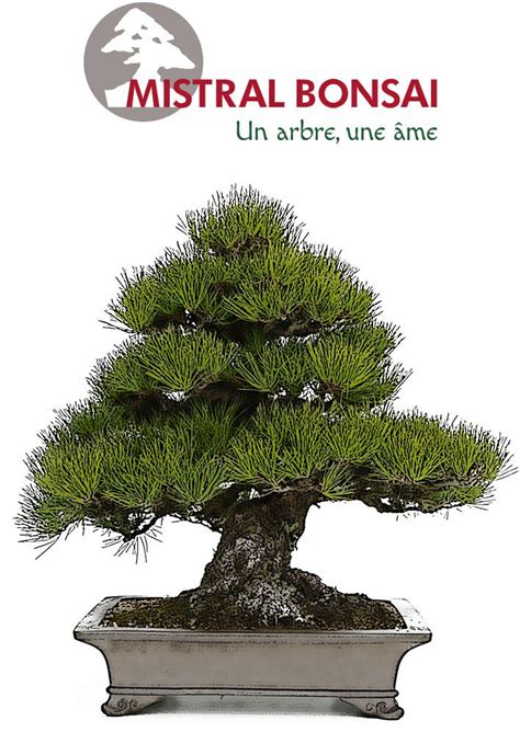 Culture production et vente de bonsaï Mistral Bonsai