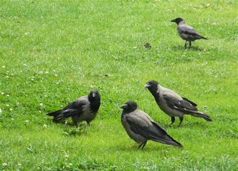 Flock Of Hooded Crows Great Bird Pics