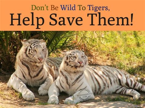 Save Tigers Slogans