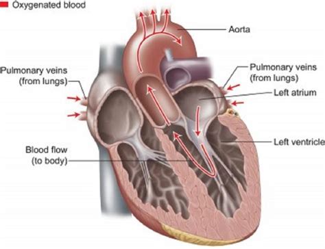 Heart Blood Vessels Diagram