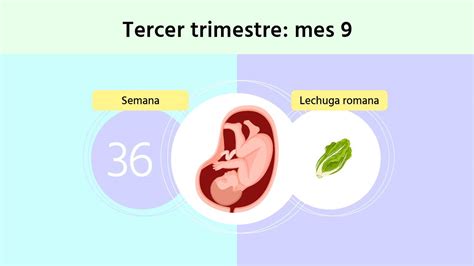 Semana 36 De Embarazo ¿ya Conoces Las Señales Del Parto