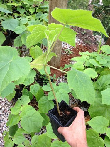 Mudas De Kiri Japonês Paulownia Imperatriz Parcelamento sem juros