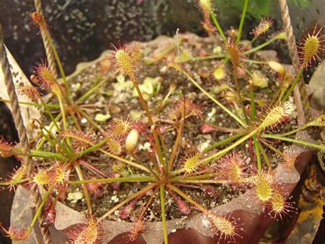 Drosera Intermedia Roraima State Brazil Seeds Carnivorous Plant