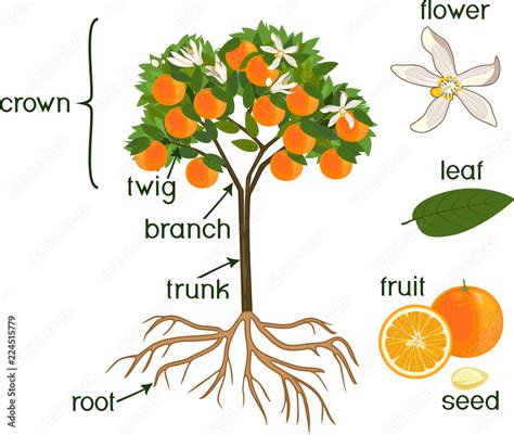 Parts Of Plant Morphology Of Orange Tree With Fruits Flowers Green