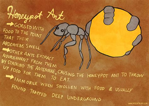 My Zoetrope: 124: Honeypot Ant