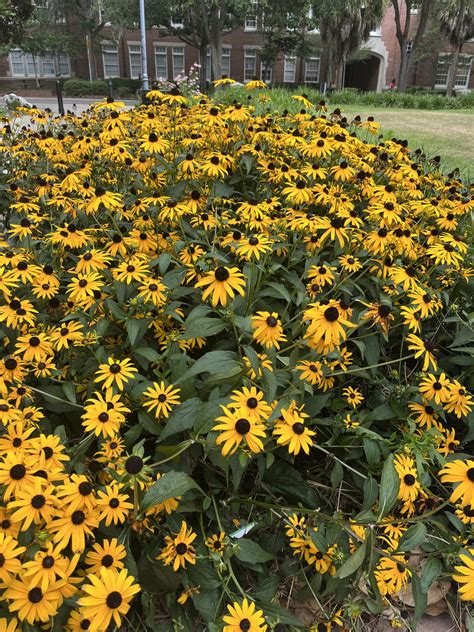 Radiant Rudbeckias Uf Ifas Extension Marion County