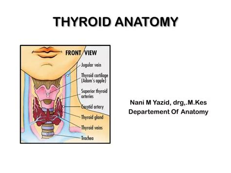 Ppt Thyroid Anatomy Powerpoint Presentation Id 2139437