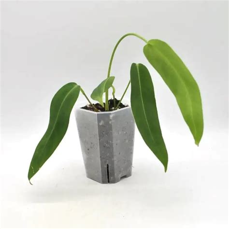 Anthurium Panamense Indoor Plant — Green My Space