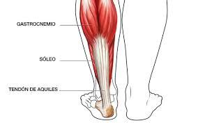 Musculo Gastrocnemio Blog De Fisioterapia