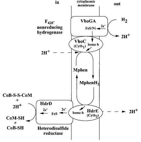 Tentative Scheme Of Membrane Bound Electron Transfer Coupled To Proton Download Scientific