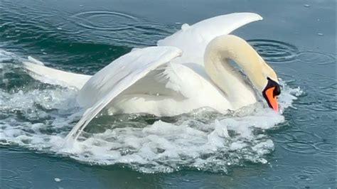 Swan Pair Anglesey Come Back To Annoy Dylan Ellie Again April