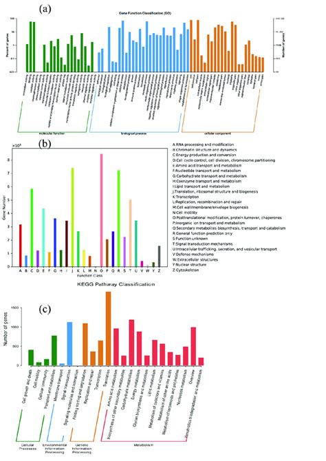 Go A Eukaryotic Ortholog Group Kog B And Kyoto Encyclopedia Of