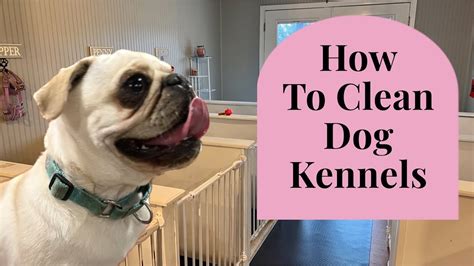 How To Clean Dog Kennels Youtube