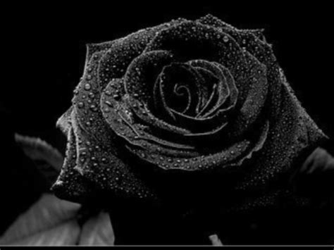 Rose Noir Black Rose Black Rose Flower Black Flowers