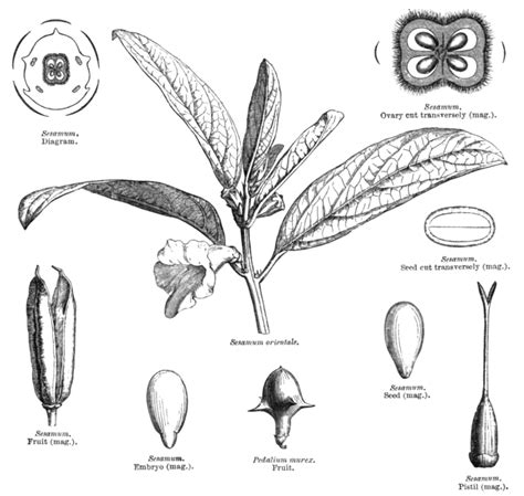 Pedaliaceae - Alchetron, The Free Social Encyclopedia