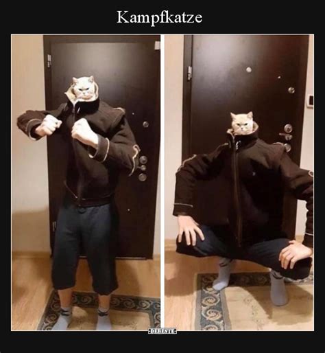 Kampfkatze Bilder Lustig Kostenlos Debeste De