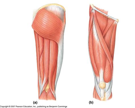 Leg Muscles Diagram Quizlet