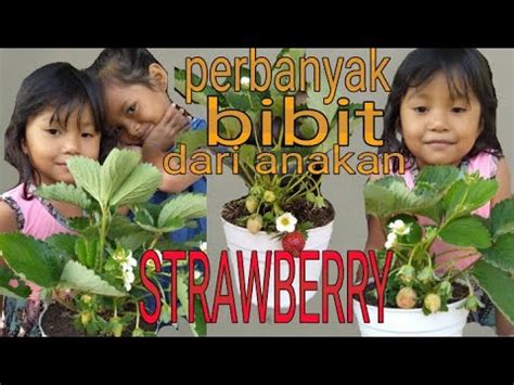 Cara Mudah Memperbanyak Strawberry YouTube