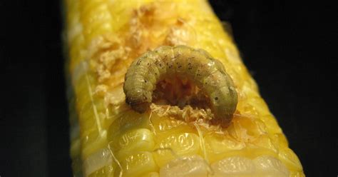 Corn Earworm Pupa