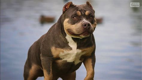 Exotic Bully: Everything You Need to Know About the Exotics