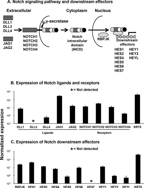 Expression Of Notch Pathway Ligand Receptor And Downstream Effector Download Scientific