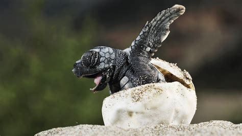 Loggerhead Sea Turtle