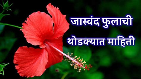 जसवद फलच थडकयत महत Hibiscus flower information in marathi