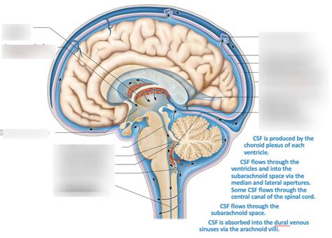 circulation  cerebrospinal fluid csf key terms  definitions