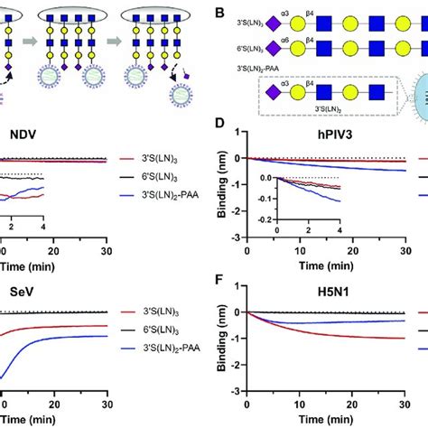 Binding Of NDV HPIV3 And SeV To Different Sialoglycans A Schematic