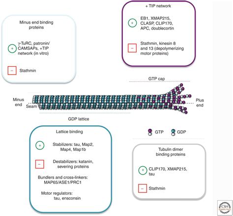 Microtubules And Microtubule Associated Proteins